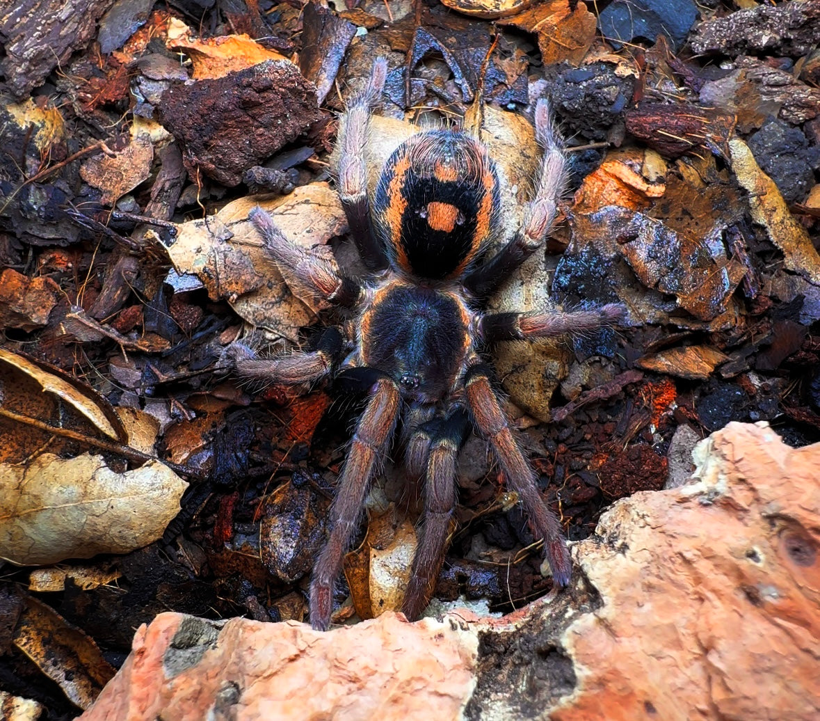 Hapalopus vangoghi tarantula on forest floor