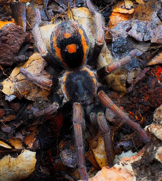Hapalopus vangoghi Close up detail