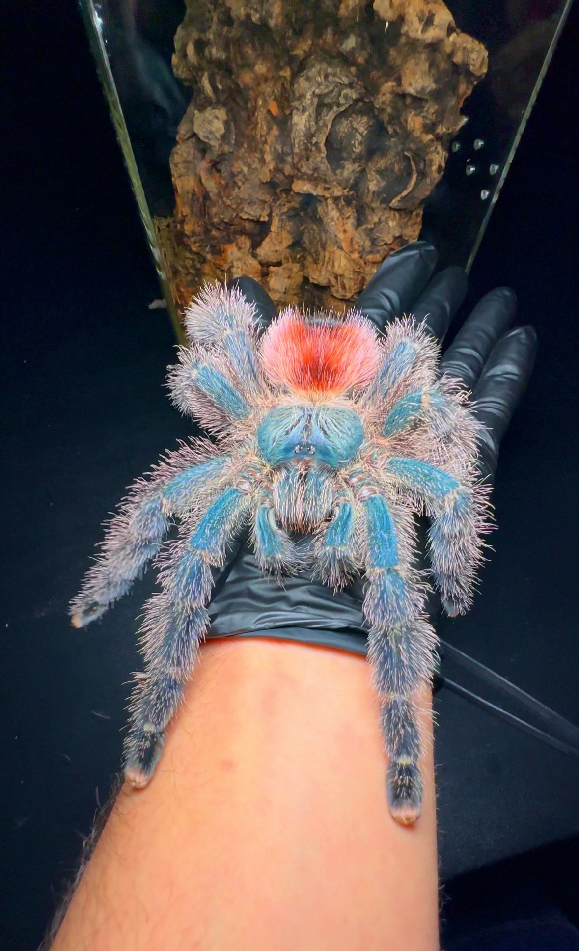 Avicularia variegata tarantula for sale - on hand front side