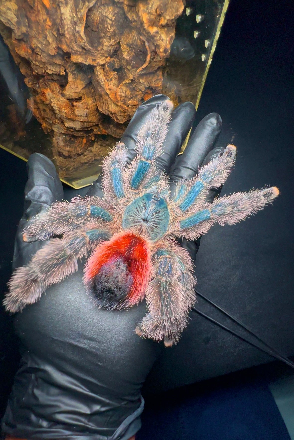 Avicularia variegata- Giant Blue/Red Grizzled Pinktoe Tarantula on hand for size comparison
