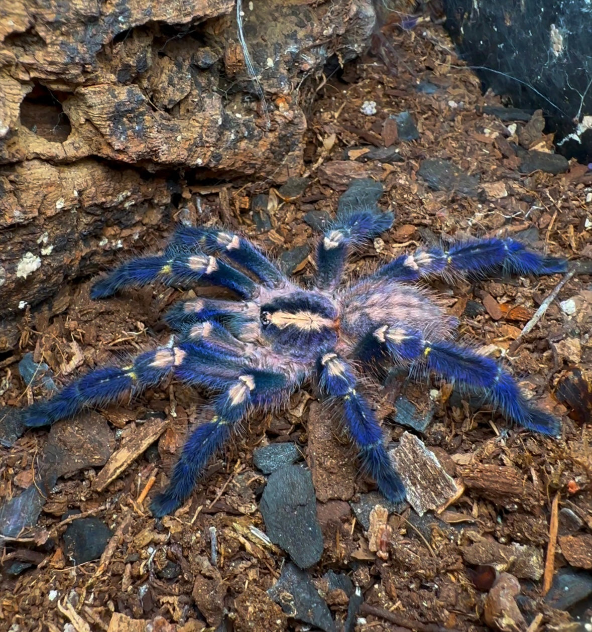 Poecilotheria Metallica mature male for sale