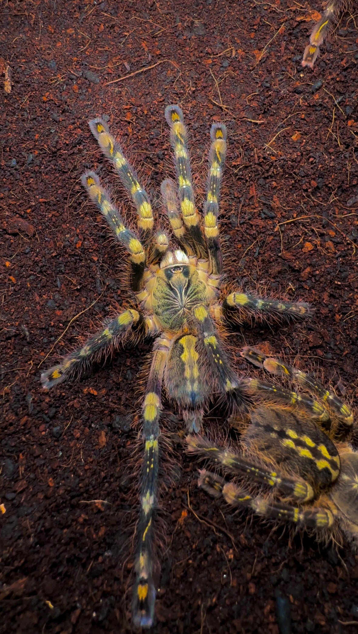 Poecilotheria subfusca highland adult female tarantula on substrate