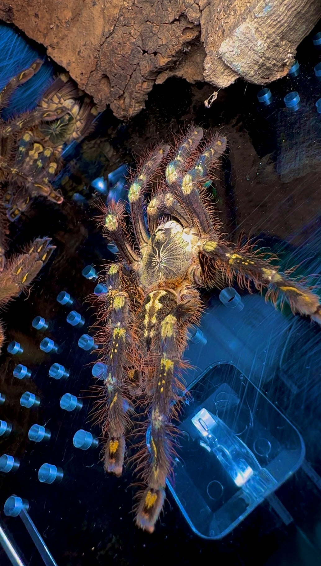 Poecilotheria subfusca highland communal back side close up