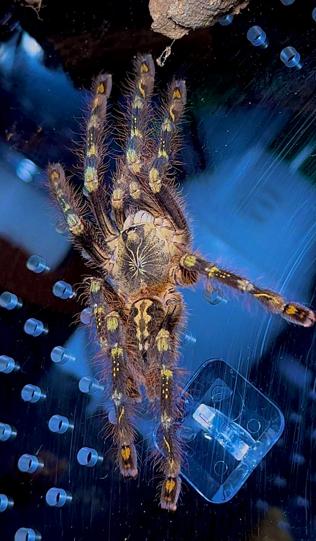 Ivory ornamental tarantula Poecilotheria Subfusca Highland left side