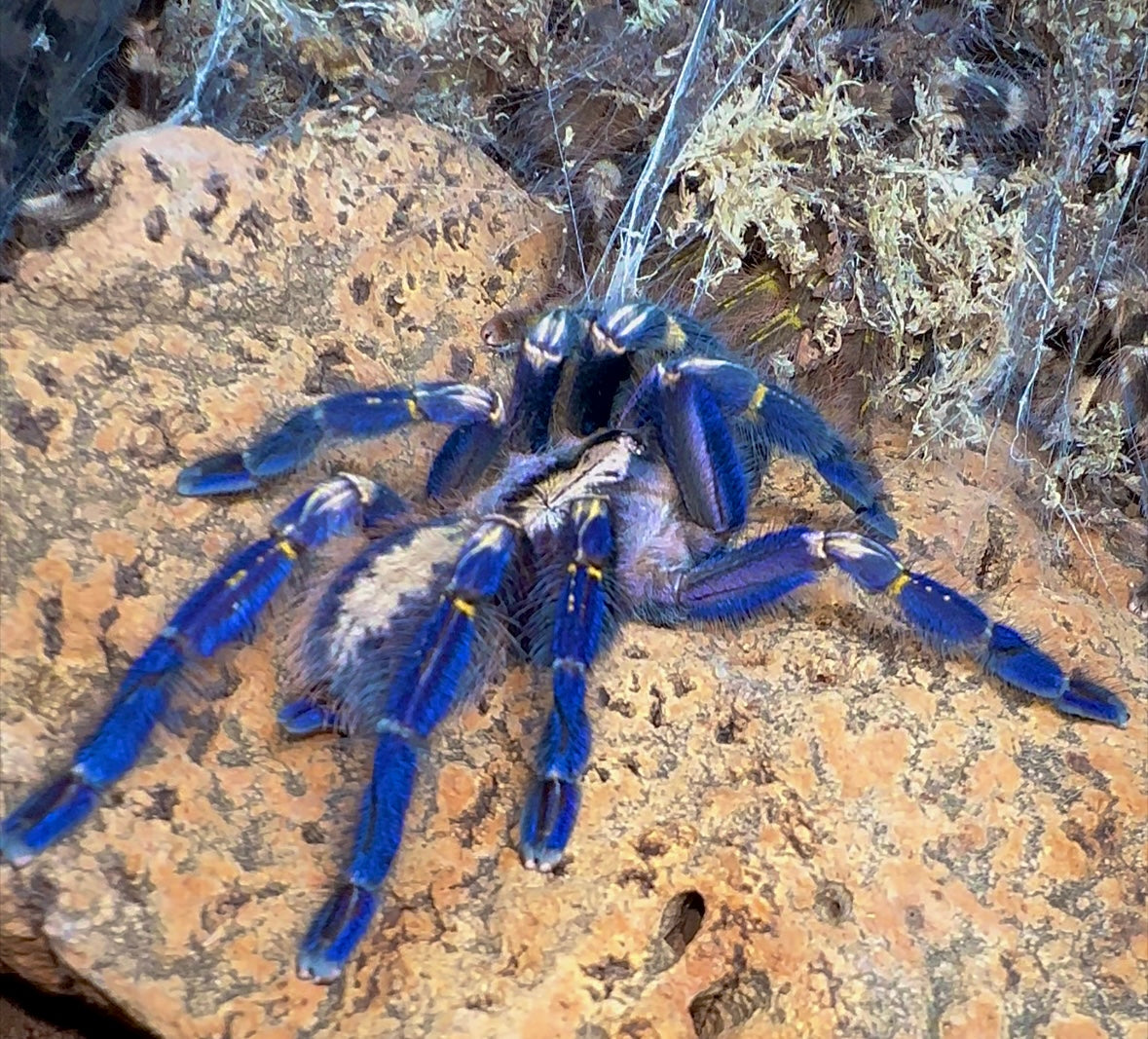 Poecilotheria metallica Gooty Saphire tarantula back side