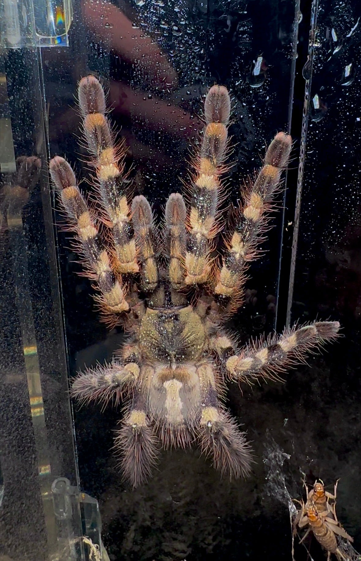 Poecilotheria Tigrinawesseli Adult female back side