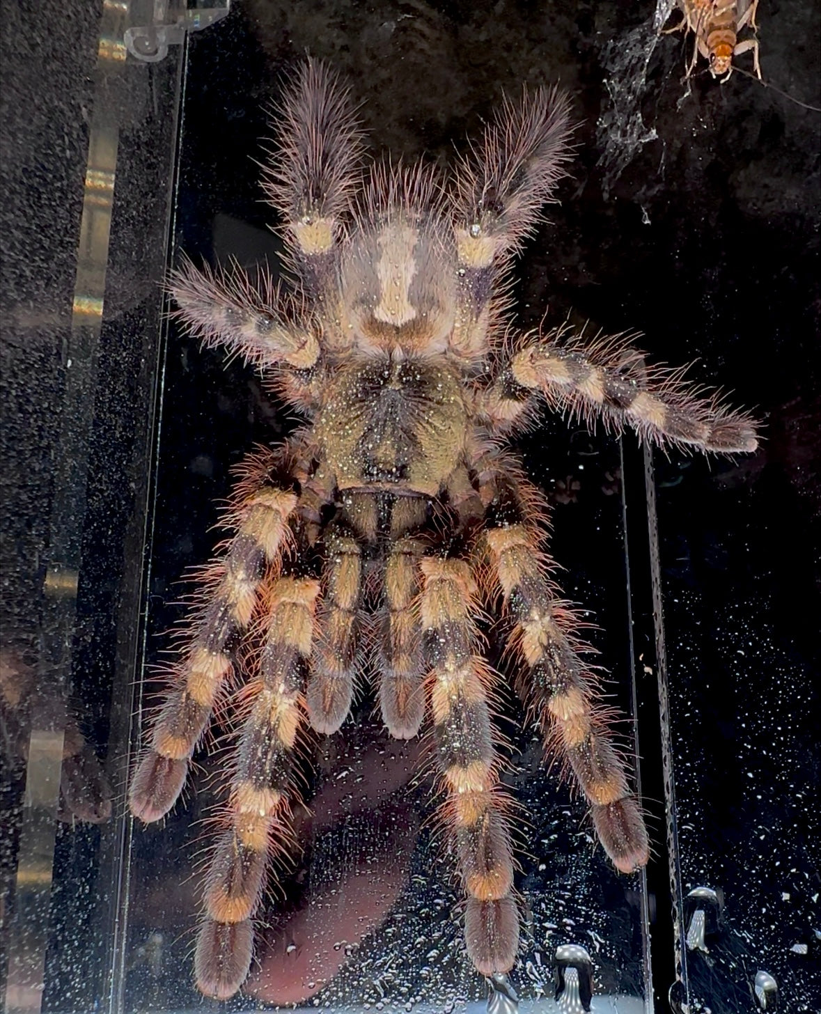 Poecilotheria Tigrinawesseli Adult female close up