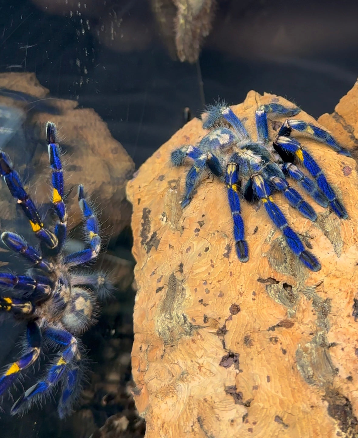 Poecilotheria Metallica - Breeder Communal - 2.Females + 1.Male (4 inches DLS)