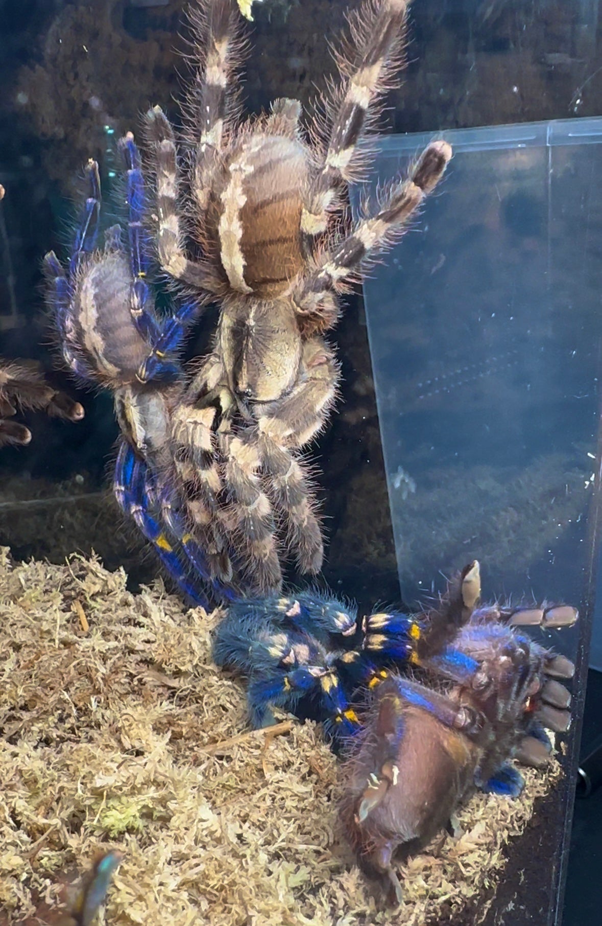 Poecilotheria Metallica - Breeder Communal - 2.Females + 1.Male (4 inches DLS)