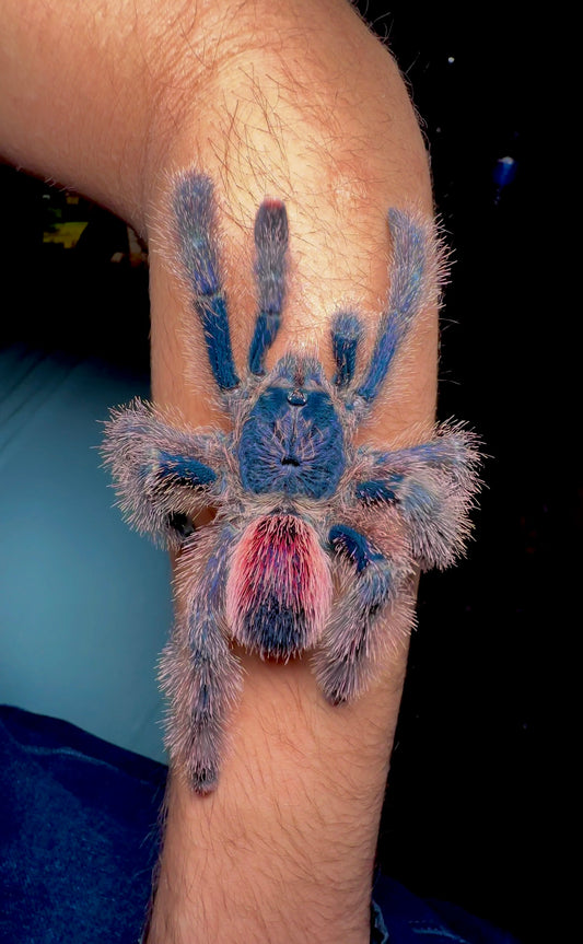 Avicularia Juruensis - Peru Purple Tarantula adult female on arm for size comparison