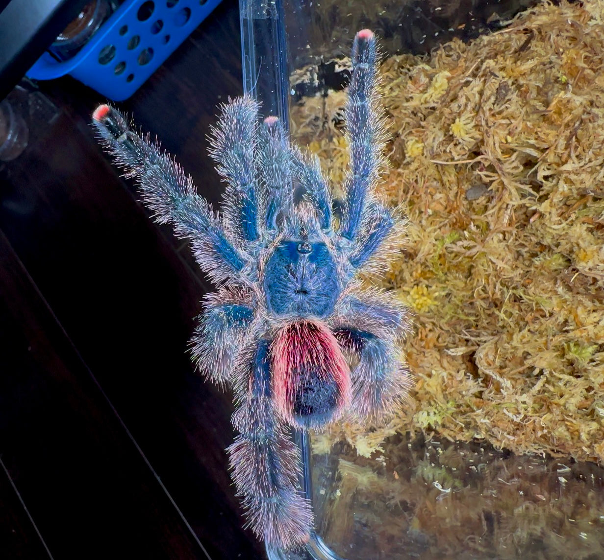 Avicularia Juruensis M2 tarantula climbing