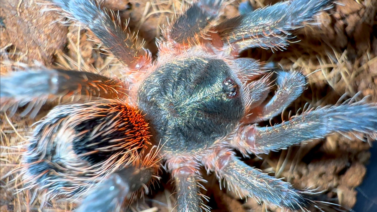 Euathlus smaragd tiger (Chilean emerald tiger tarantula) 1.5 inch juvenile female