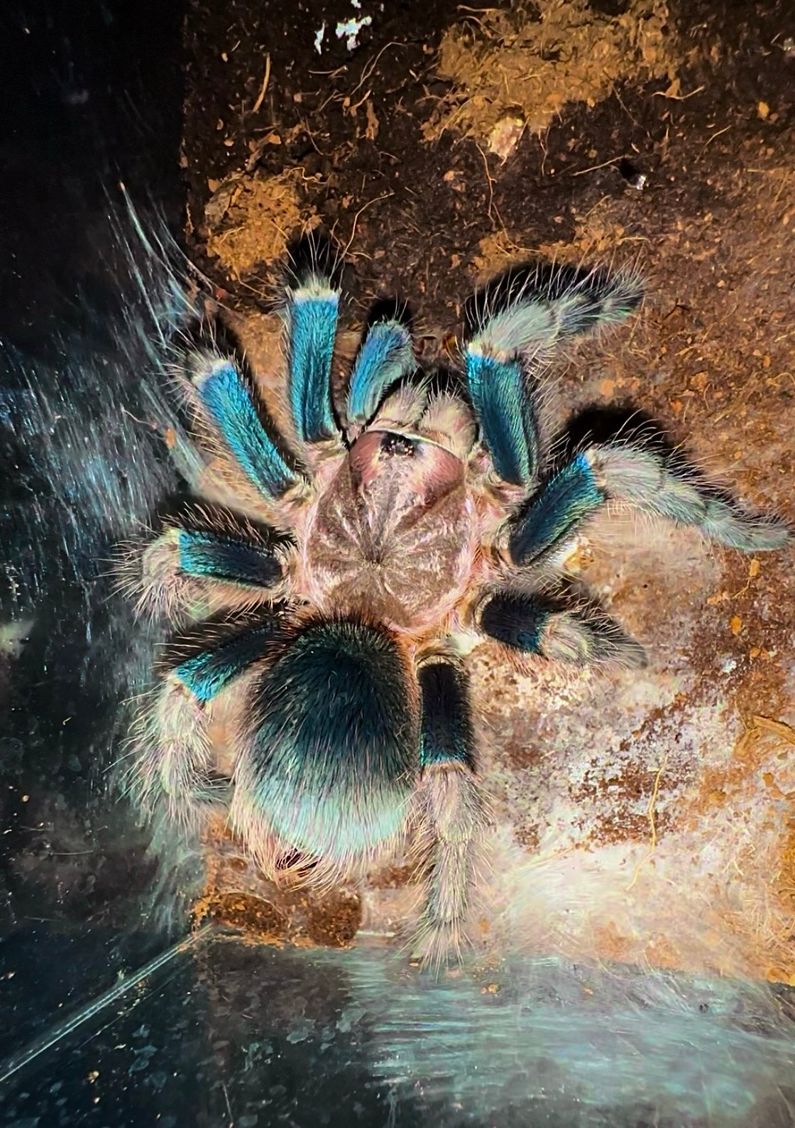 Phormictopus sp. green gold carapace Adult female tarantula full size