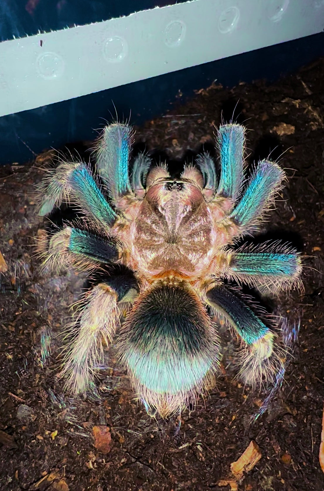 Goliath golden green bird eater tarantula adult female