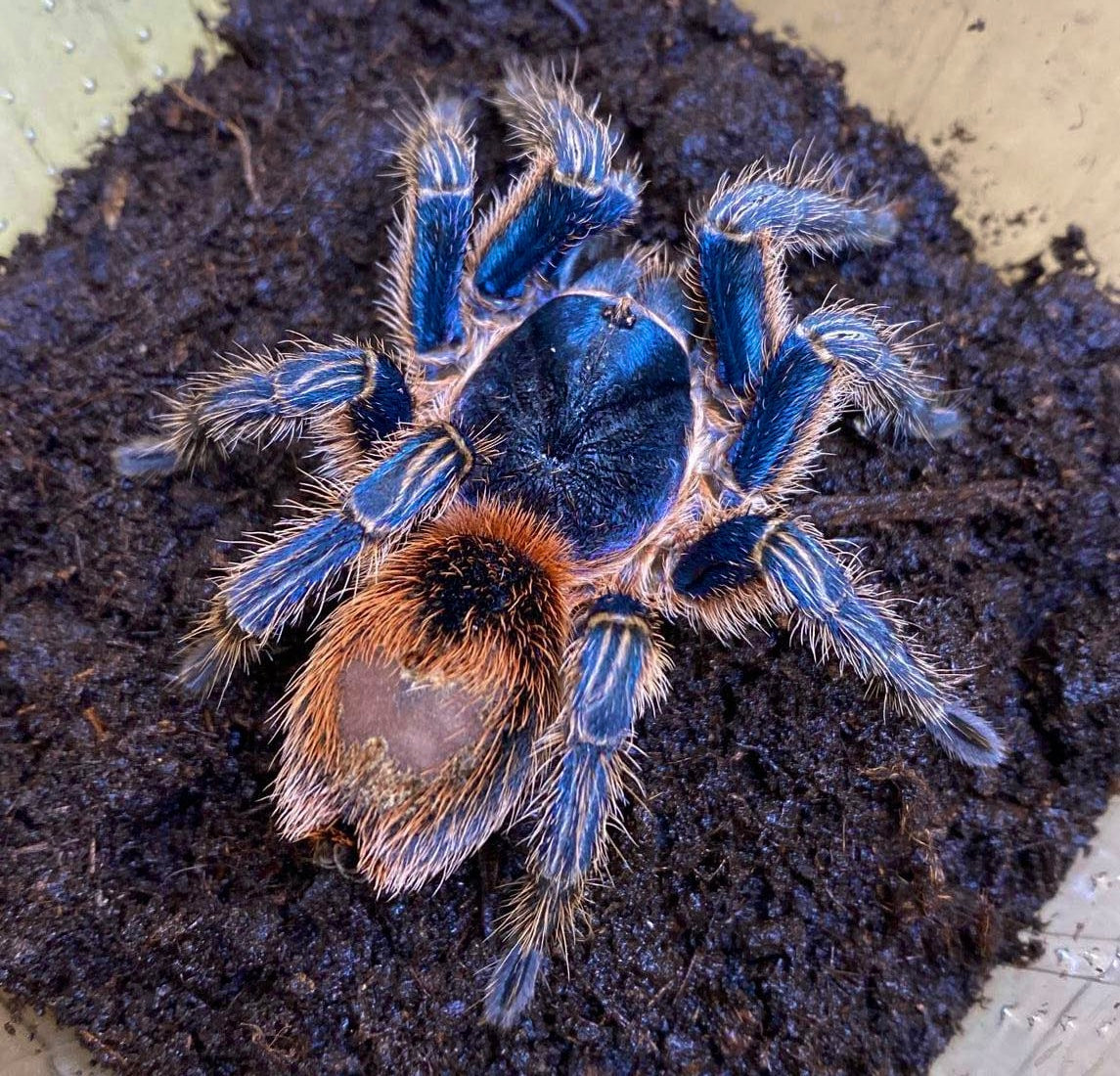 Adult female (what your Juvenile will grow into)