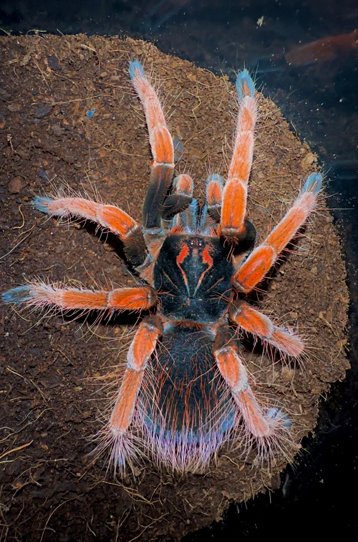 Pamphobeteus Solaris adult female close up