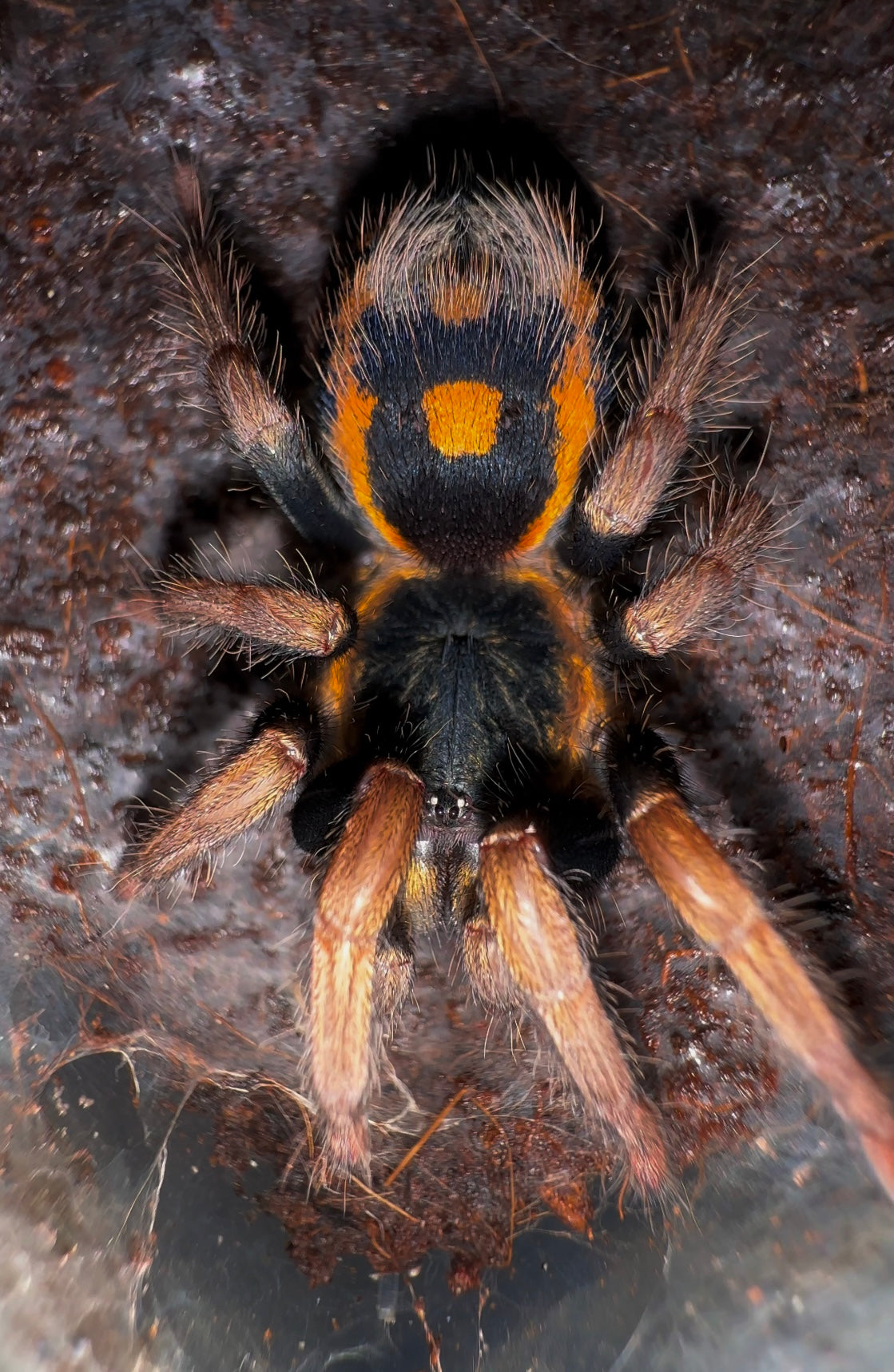 Gothic Speckle Patch Tarantula Hapalopus vangoghi adult female