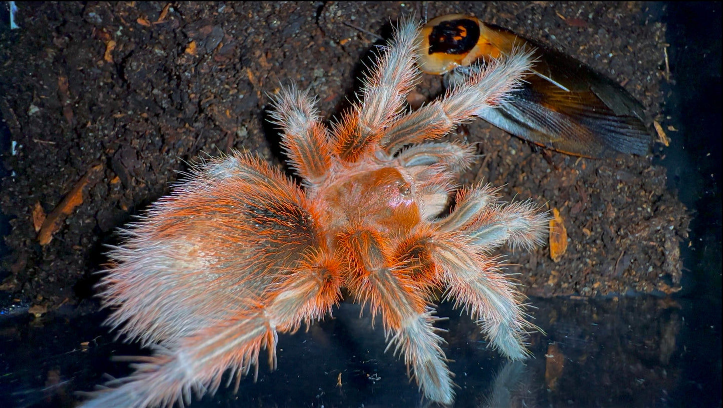 Sub adult female Grammostola Rosea RCF tarantula