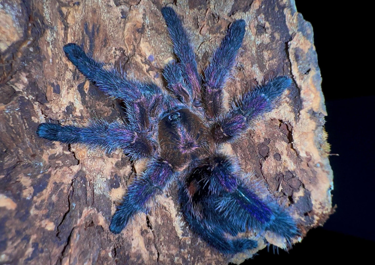 Avicularia Sp. Columbia Tarantula For Sale
