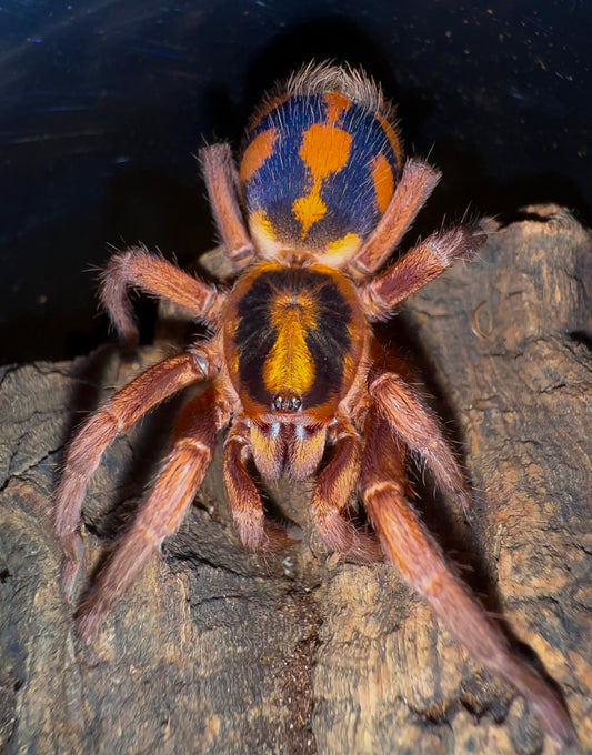 Hapalopus formosus - Pumpkin Patch LRG - Young Adult Female!