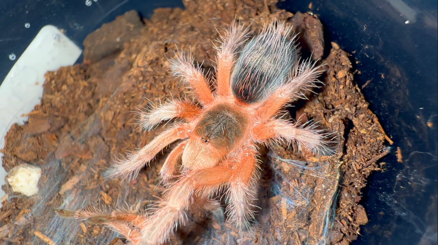 Grammostola conception sling up close