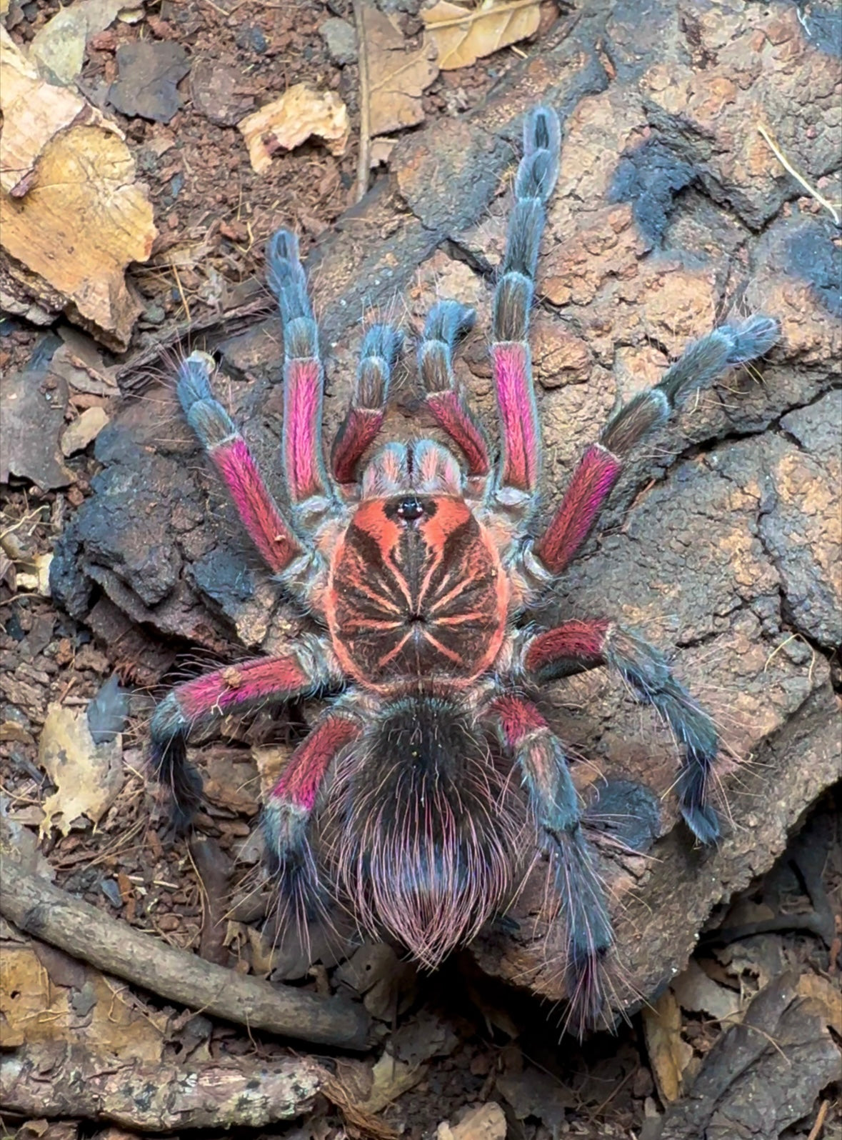 Pamphobeteus sp. crimson mask female tarantula
