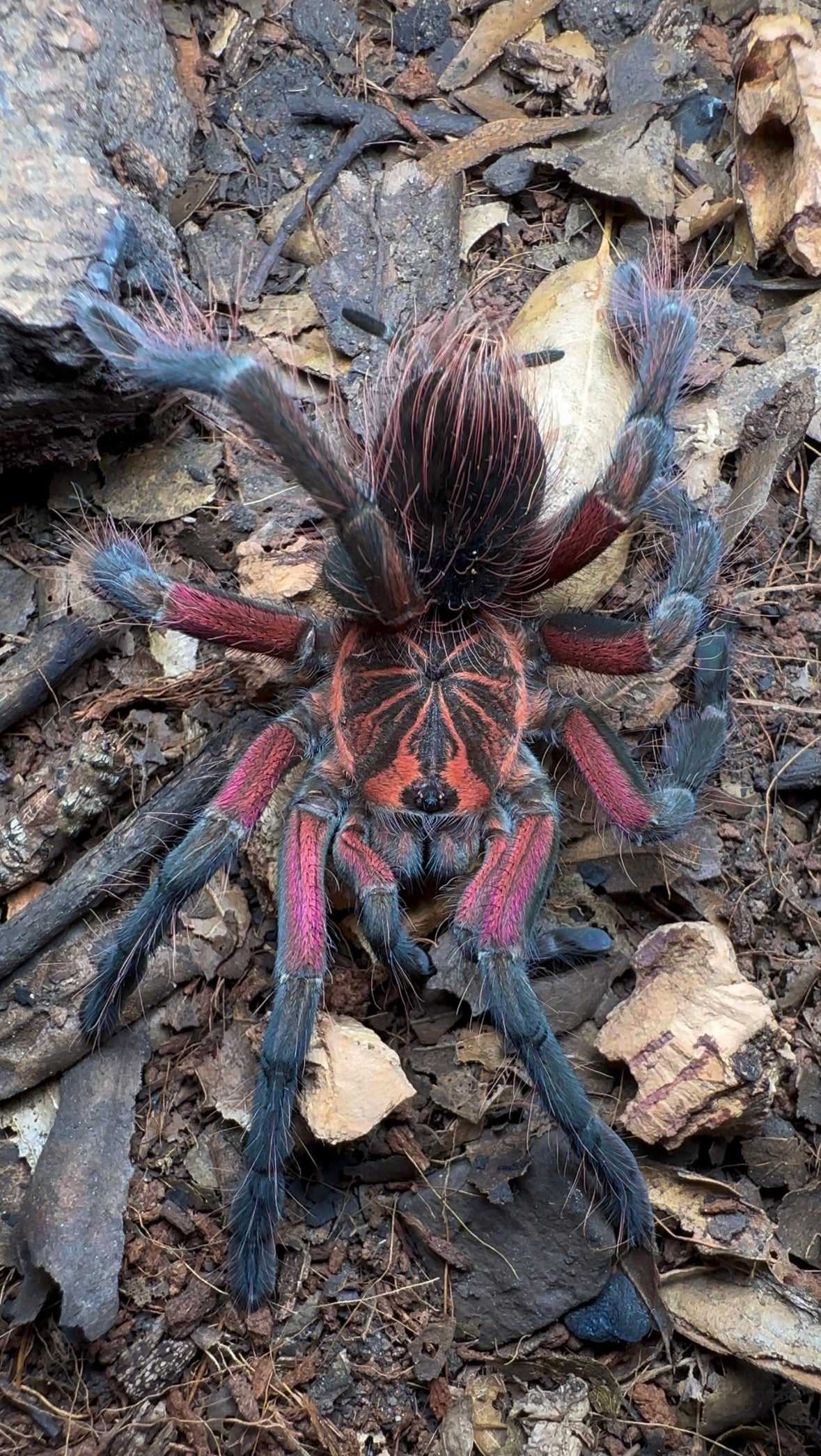 Pamphobeteus sp. Crimson mask tarantula for sale