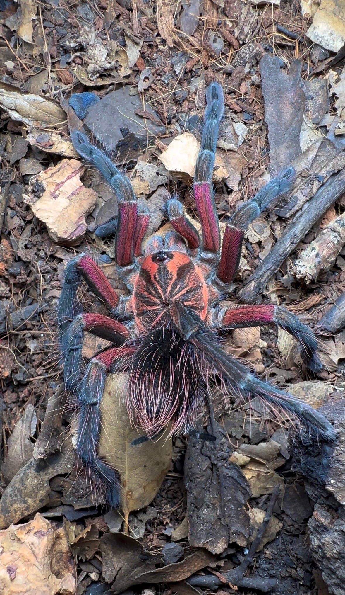 Pamphobeteus sp. crimson mask tarantula close up on leaf litter