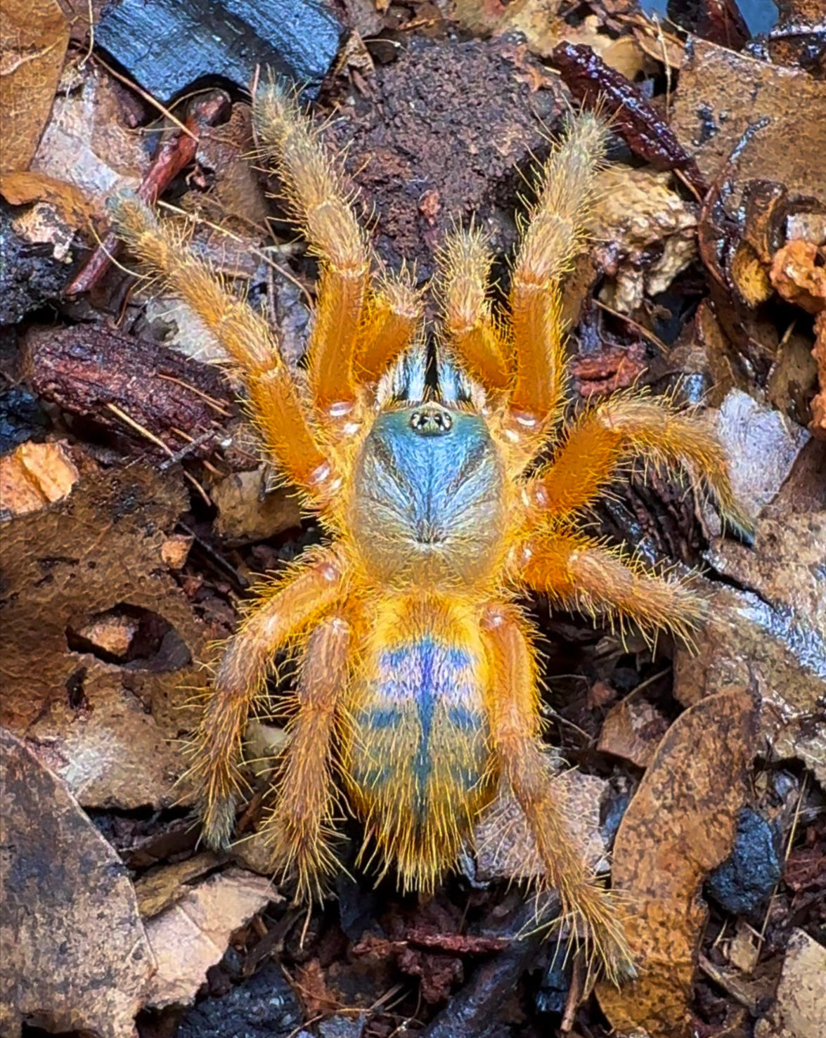 Blue Blaze Tarantula female for sale