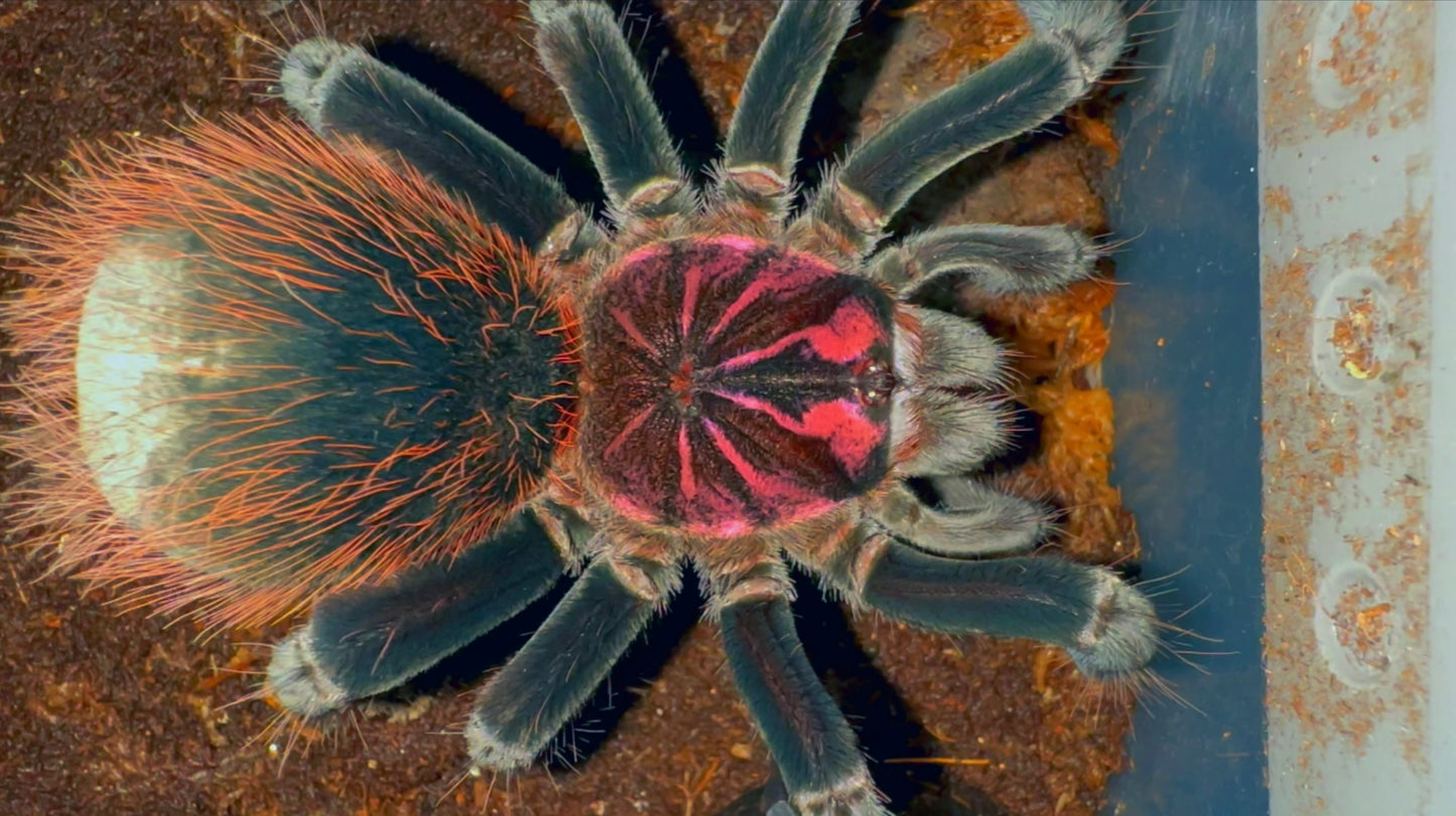 Xenenthis intermedia 5+ inch sub adult female tarantula Venezuelan blue bloom
