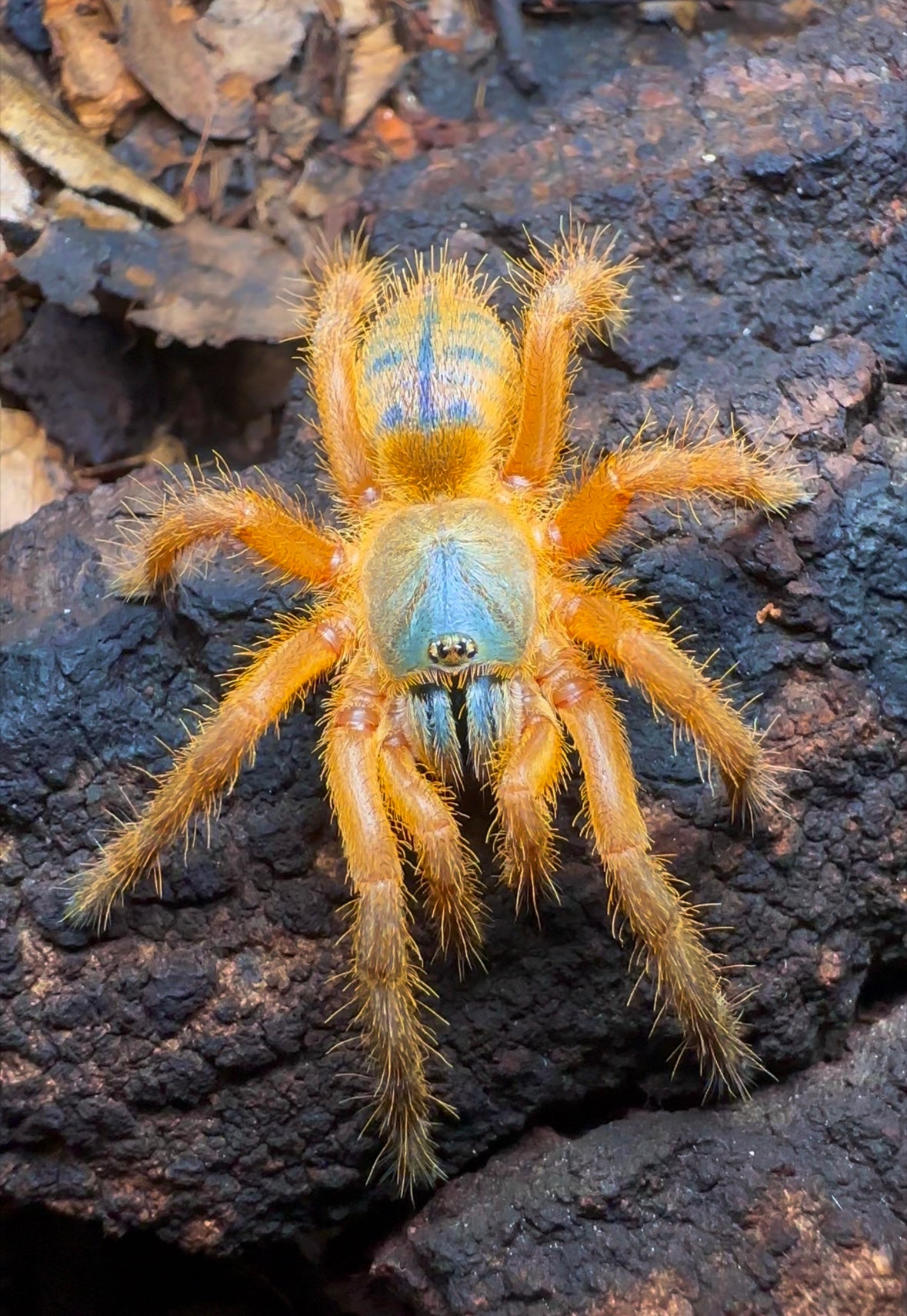 Ornithoctoninae sp. Hon-Sej - Blue Blaze Tarantula Close up