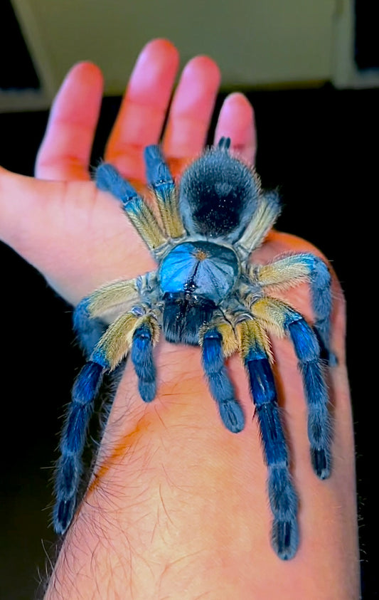 Monocentropus balfouri adult female tarantula on hand