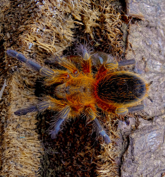 Euathlus sp. Manquehua - Chilean Royal Flame - Female 1.25+ inch