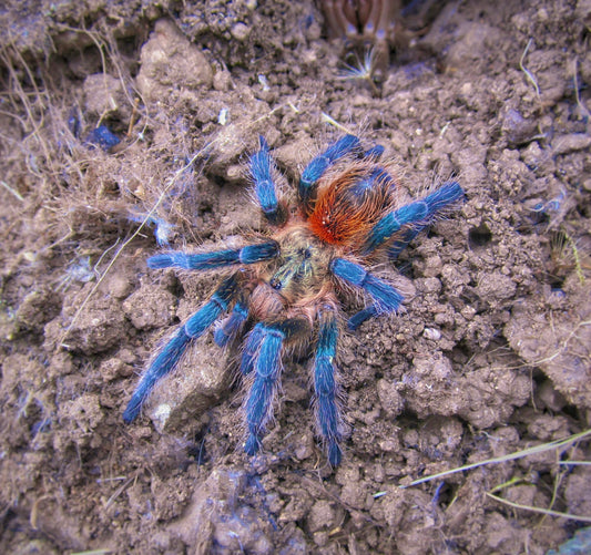 Euathlus Tigre Azul - Chilean Blue Fuego Adult female for sale in wild