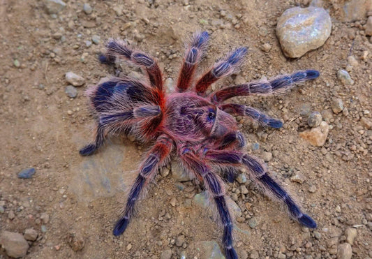 Euathlus Condorito - Chilean Pink Sapphire - Female 1.5+ inch