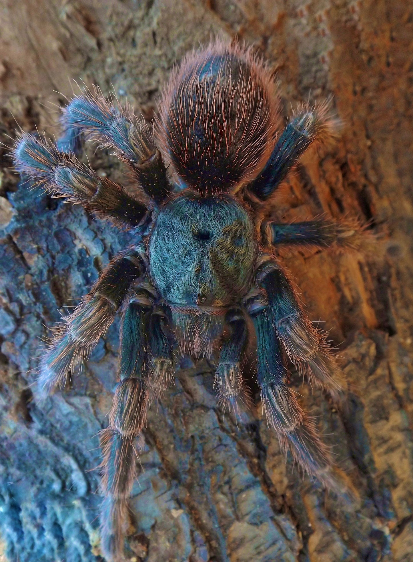 Euathlus sp. hermosa full grown adult female tarantula