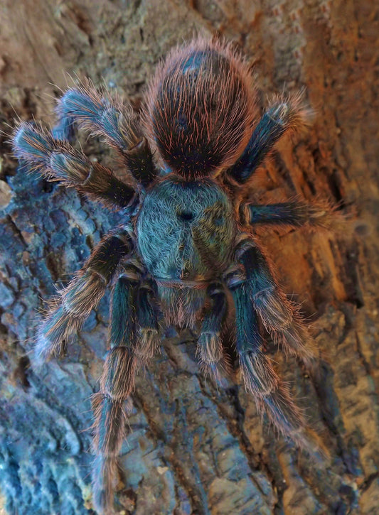 Euathlus sp. hermosa full grown adult female tarantula