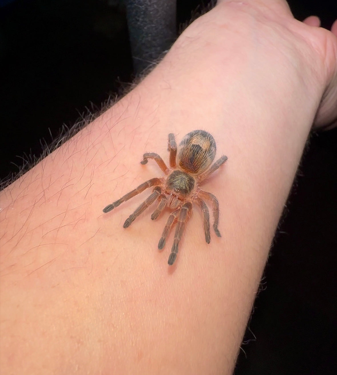 Euathlus Tigre Azul 1 inch juvenile for sale on arm