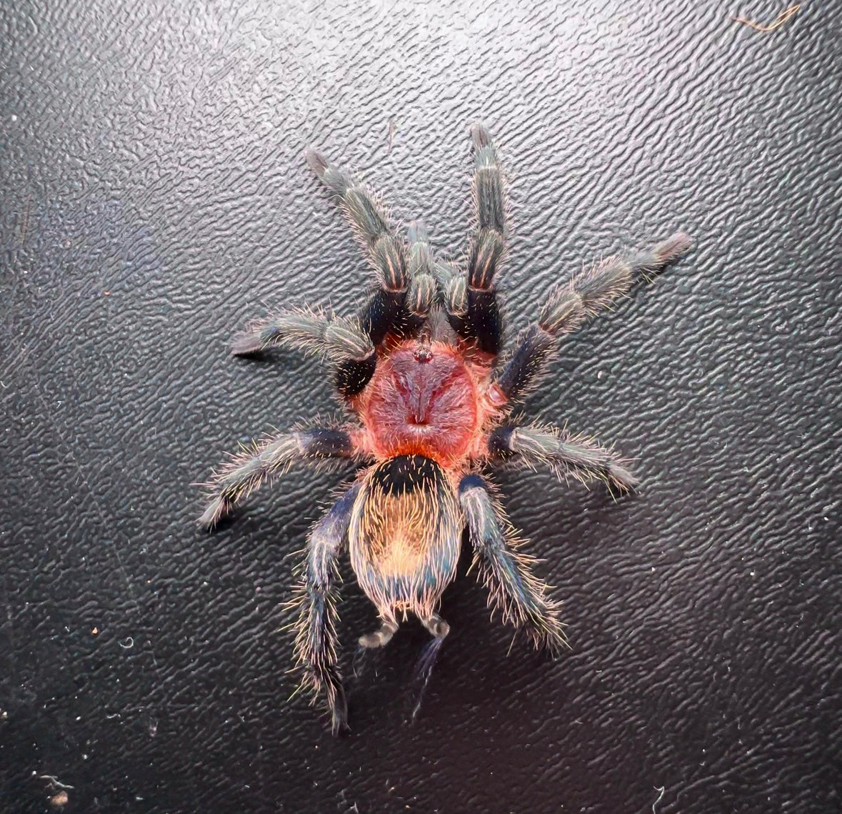 Thrixopelma cyaneolum - Cobalt Red Rump - 2.5+ inch Female