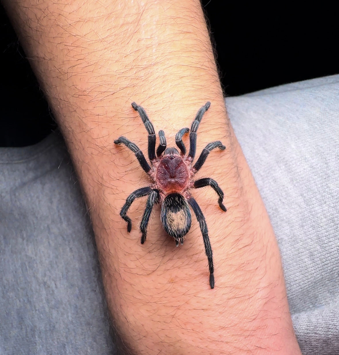 Thrixopelma cyaneolum - Cobalt Red Rump - 2.5+ inch Female
