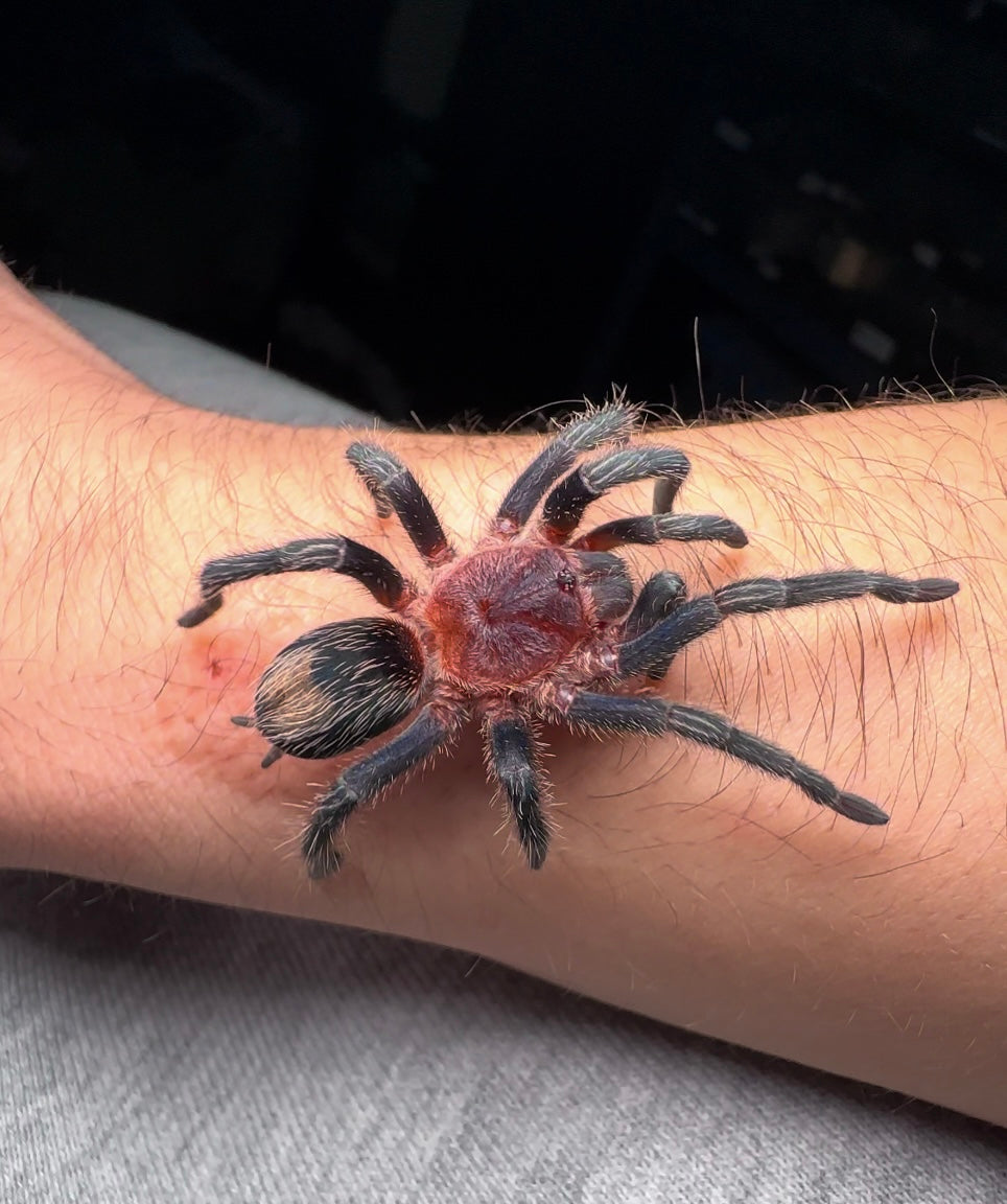 Thrixopelma cyaneolum - Cobalt Red Rump - 2.5+ inch Female