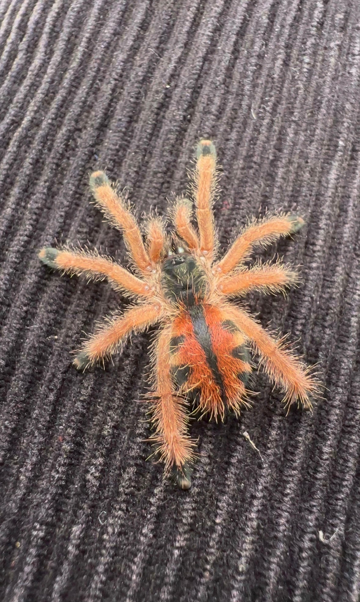Avicularia Tucurui for sale - Unsexed juvenile