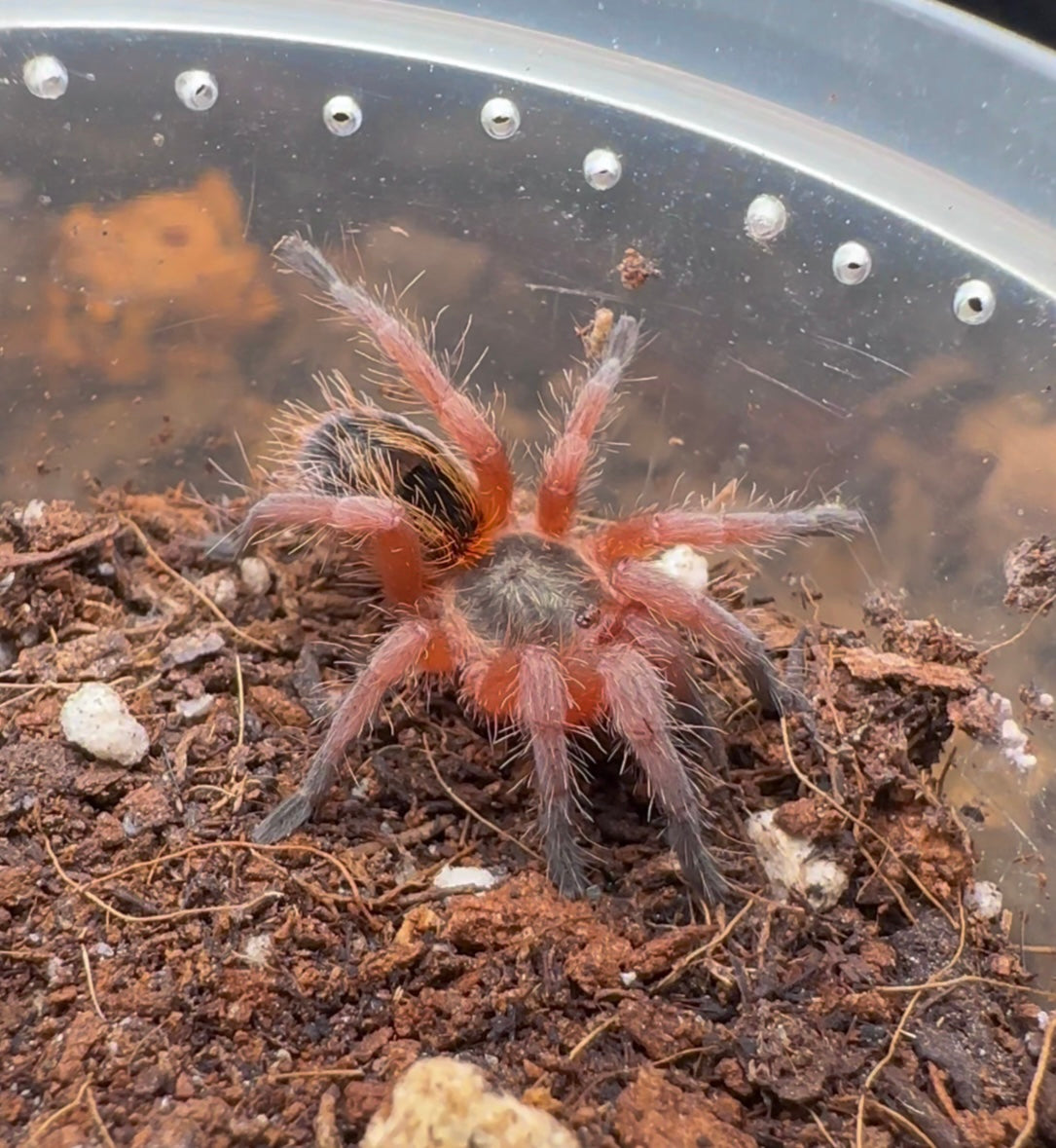 Euathlus sp. Manquehua - Chilean Royal Flame - Female 1.25+ inch