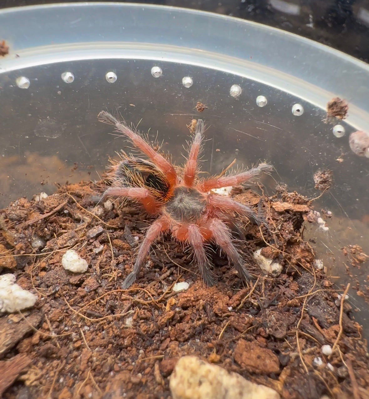 Euathlus sp. Manquehua - Chilean Royal Flame - Female 1.25+ inch