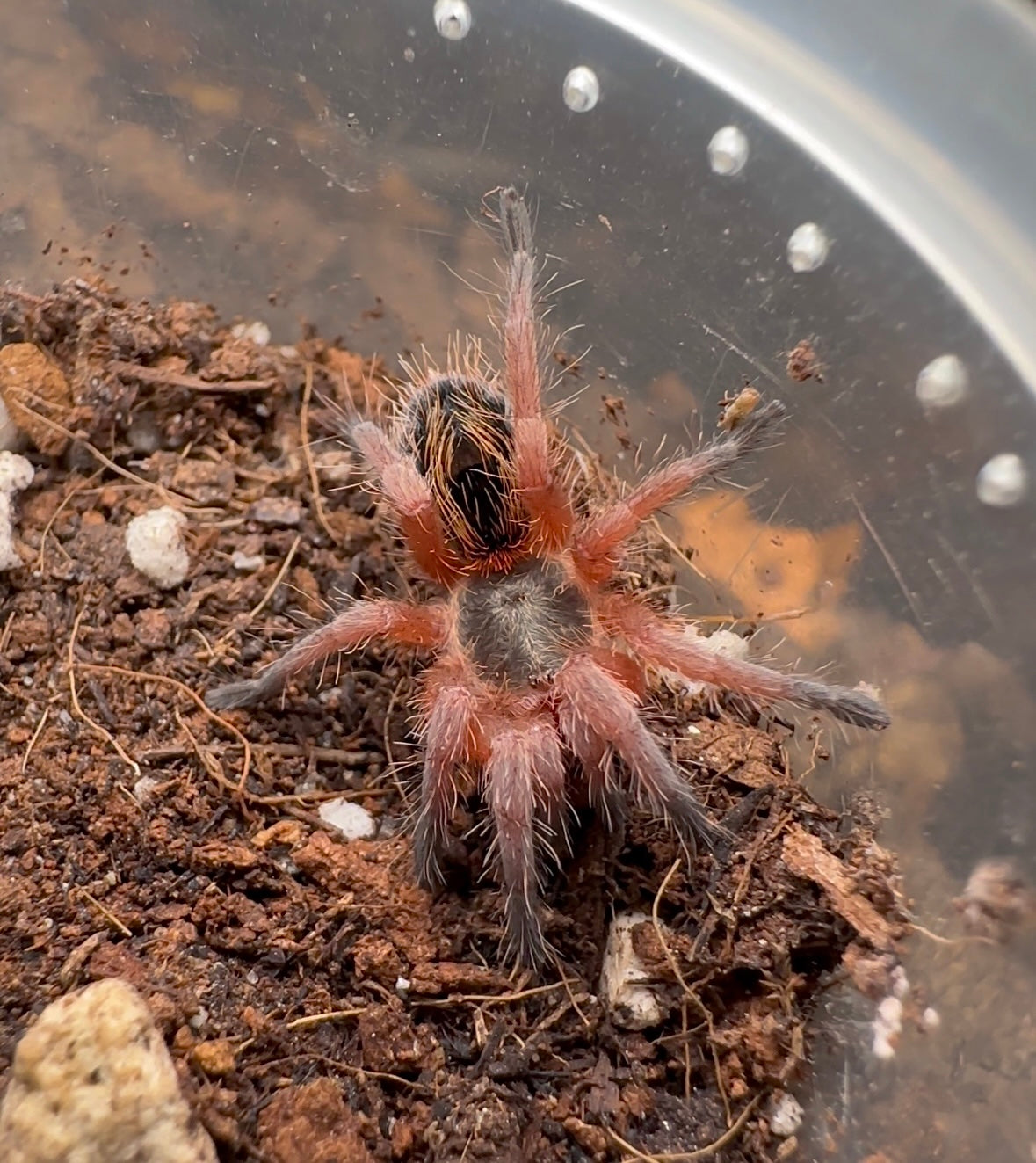 Euathlus sp. Manquehua - Chilean Royal Flame - Female 1.25+ inch