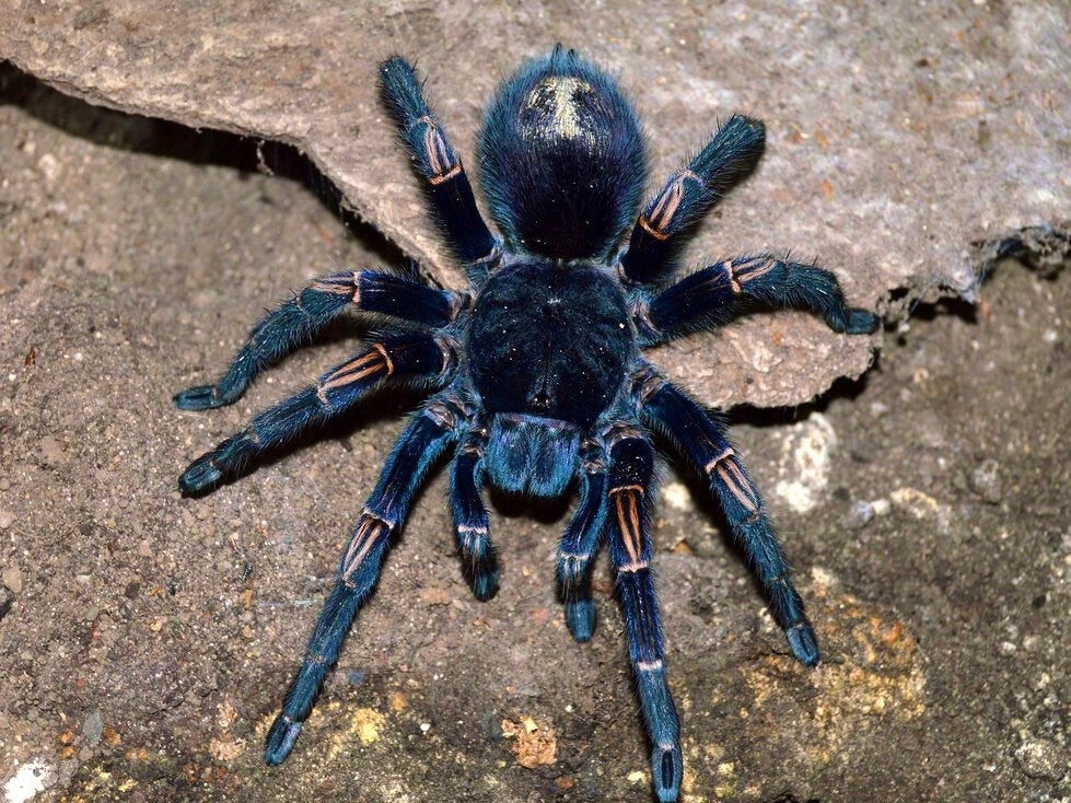 Thrixopelma Lagunas - Peruvian Blue Zebra - Female 3+ inch RARE!