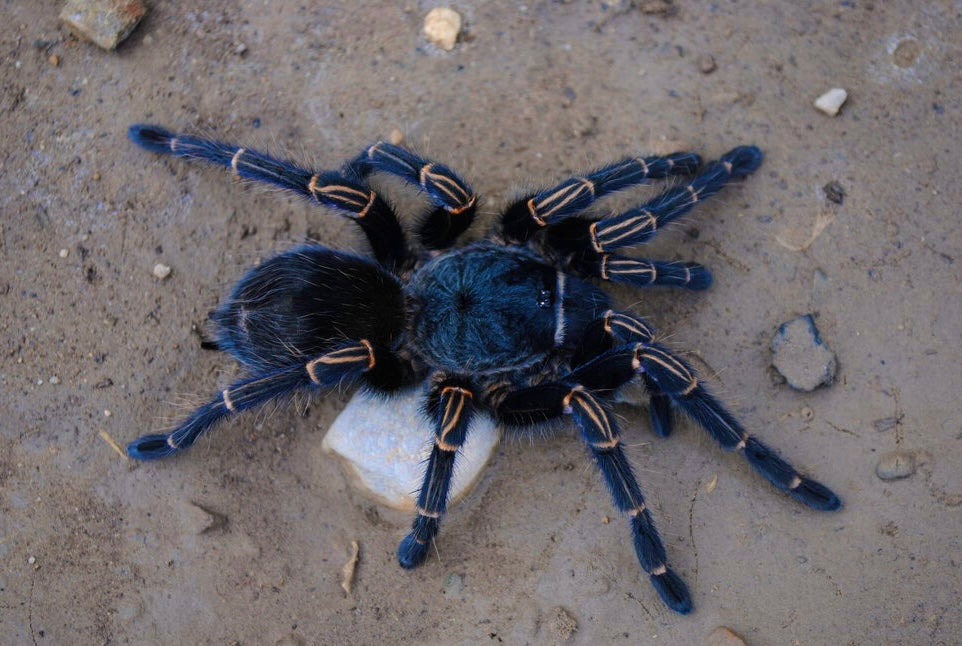 Thrixopelma Lagunas - Peruvian Blue Zebra - Female 3+ inch RARE!
