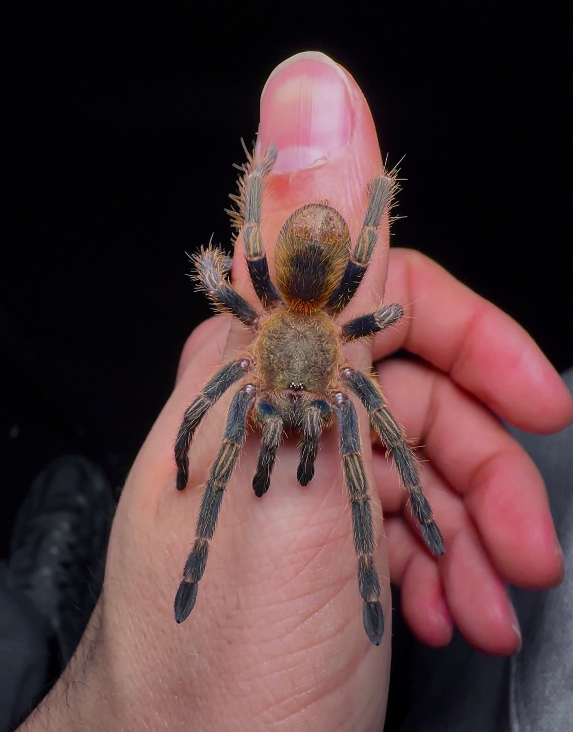 Thrixopelma Lagunas - Peruvian Blue Zebra - Female 3+ inch RARE!