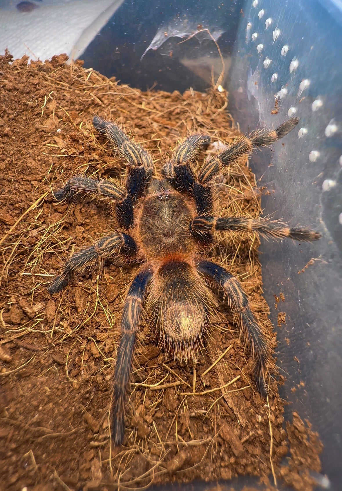 Thrixopelma Lagunas - Peruvian Blue Zebra - Female 3+ inch RARE!