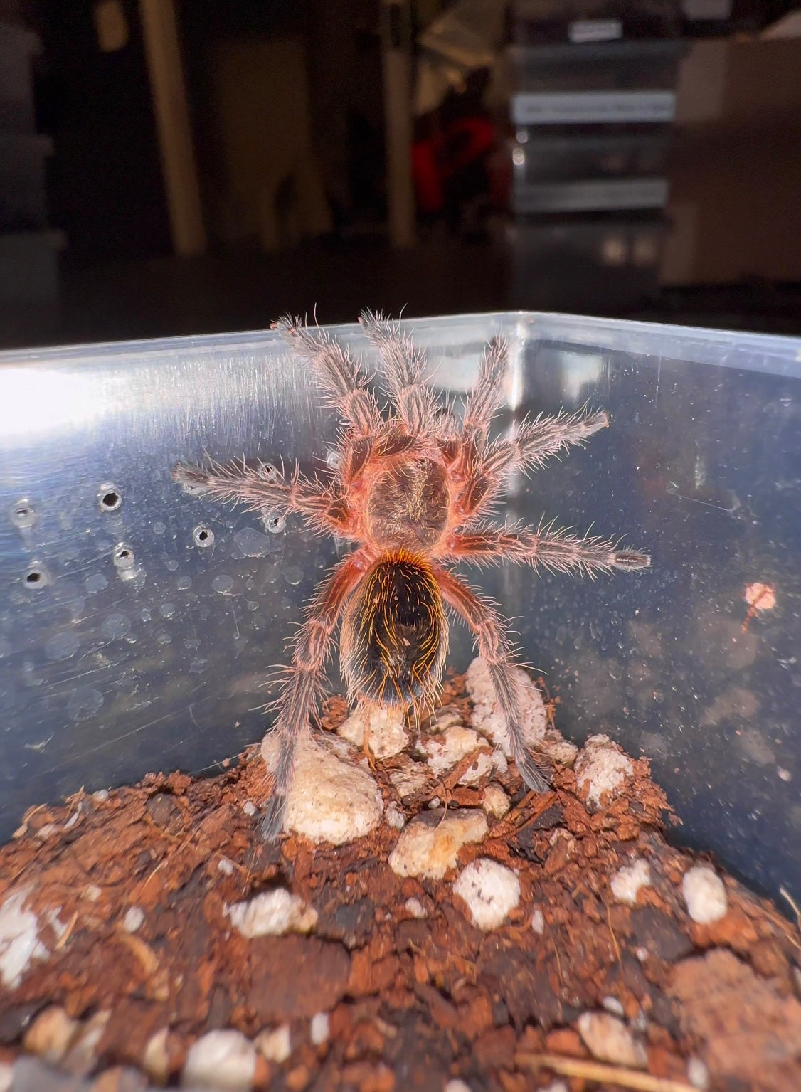 Euathlus Condorito - Chilean Pink Sapphire - Female 1.5+ inch